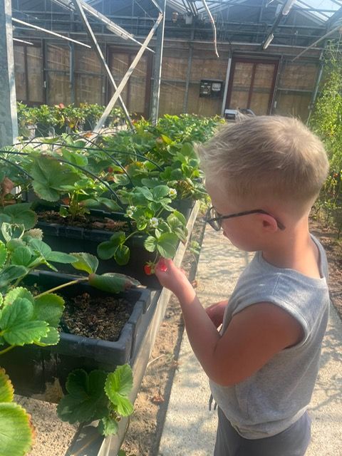 Een jongen plukt aardbeien in de kas