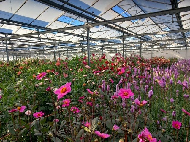 De kas vol bloeiende dahlia's