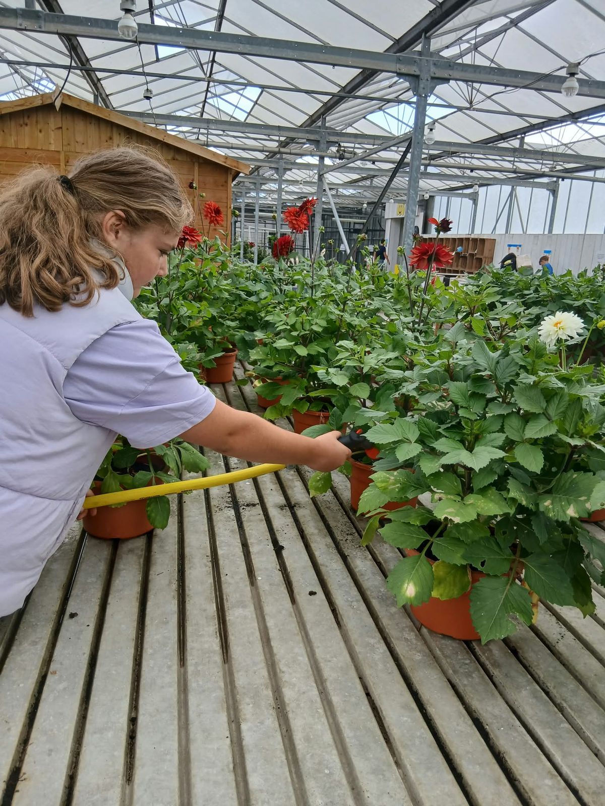 Een meisje meet de planten op in de kas van de zorgkwekerij