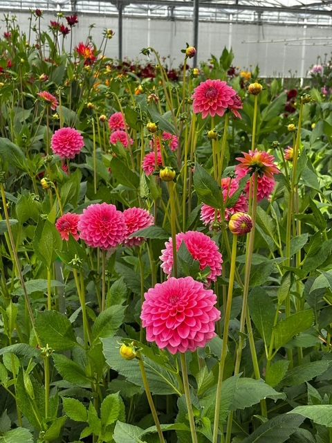 Roze dahlia's in de pluktuin
