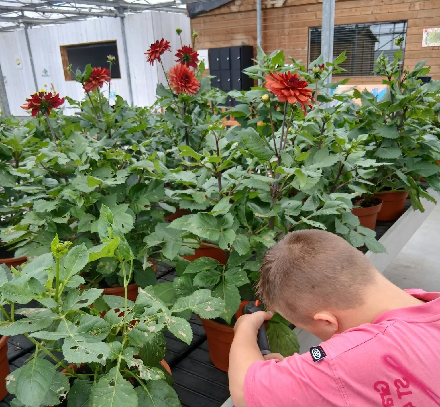 Een jongen geeft de dahlia's in de kas water