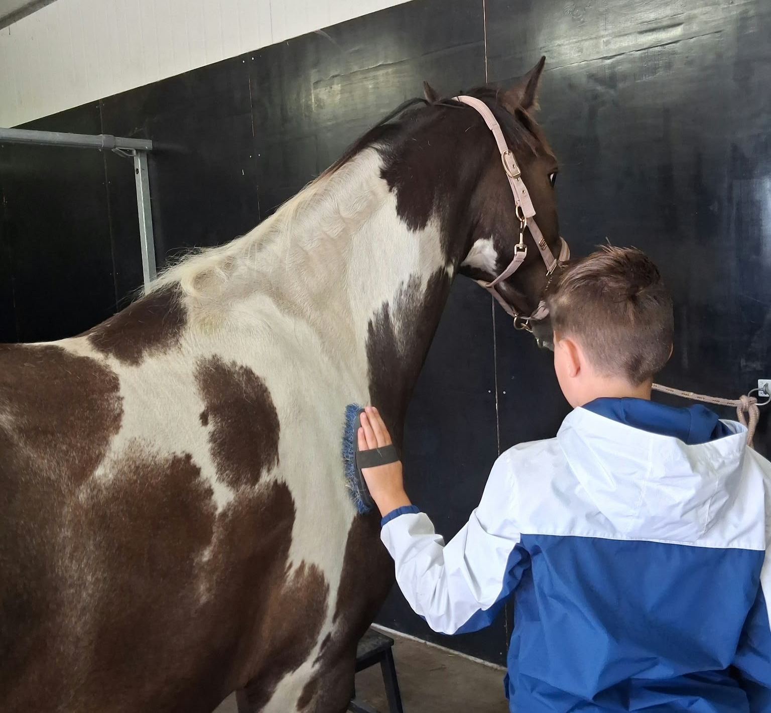 Een jongen borstelt een paard in de stal