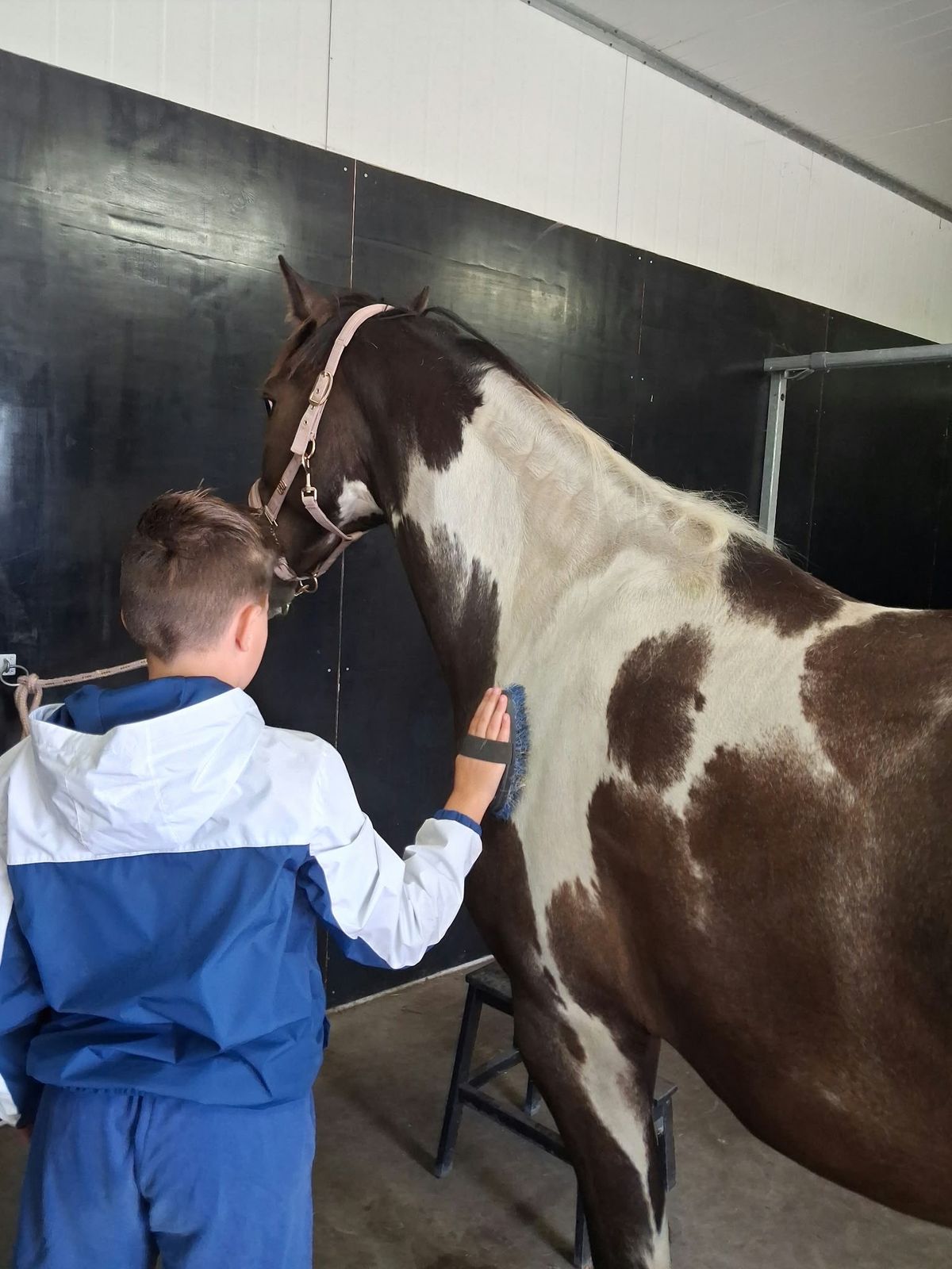 Een jongen borstelt een paard