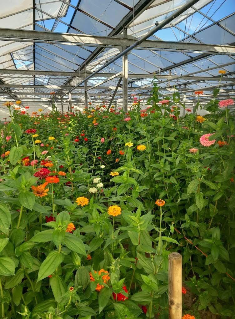 De pluktuin vol zinnia's in de kas