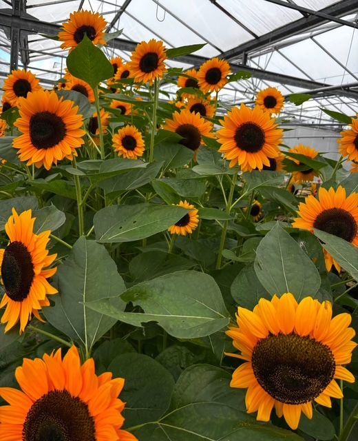 Zonnebloemen in de pluktuin